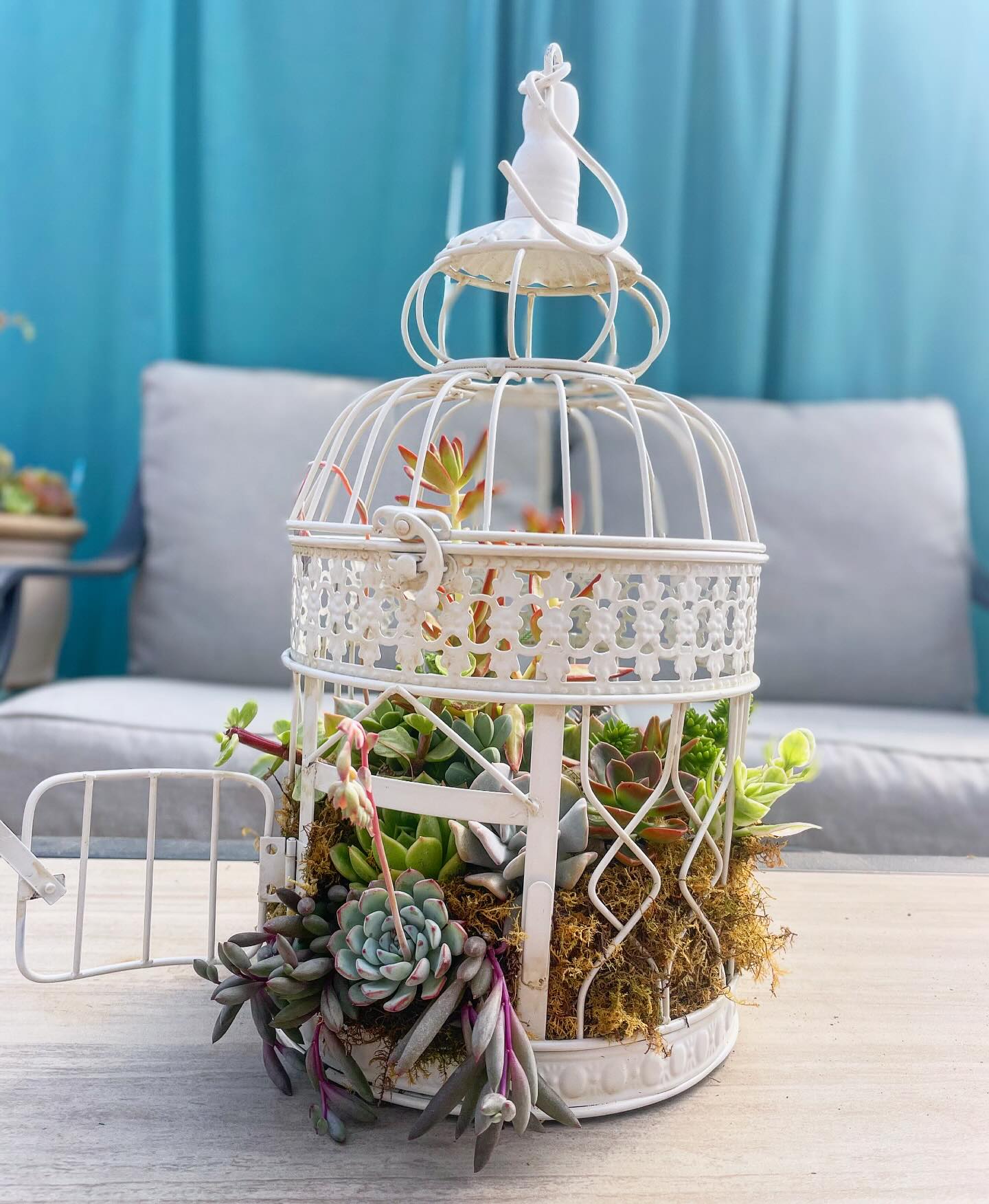 antique birdcage with rare vines
