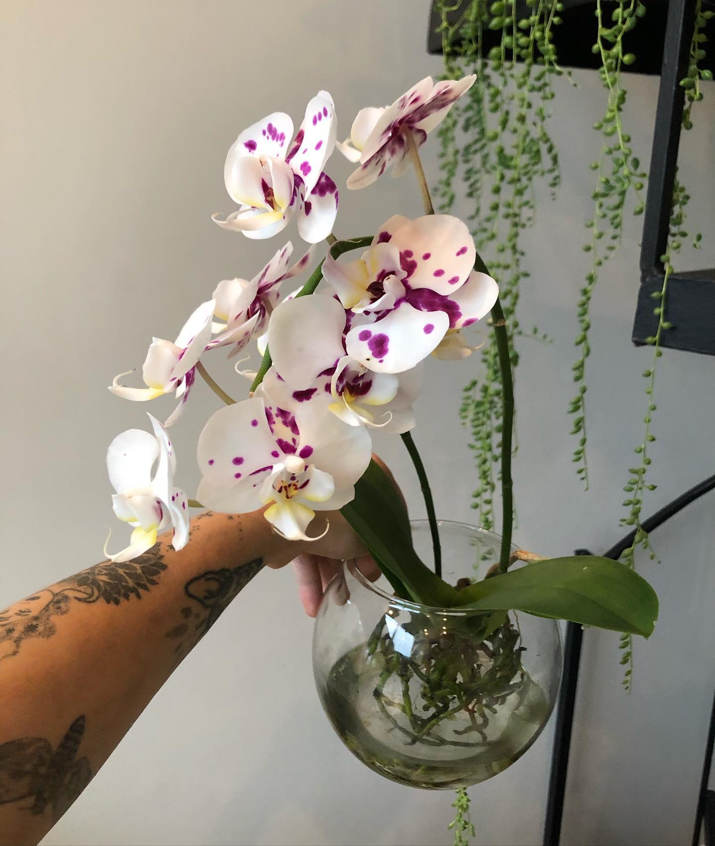 misting orchid with spray bottle