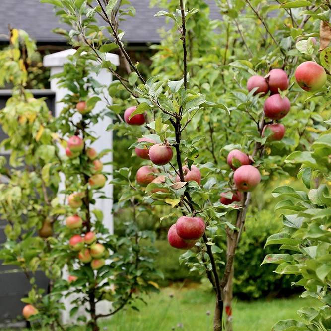 patio columnar apple tree