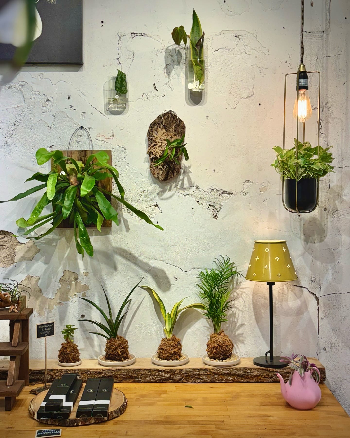 kokedama hanging above reading chair