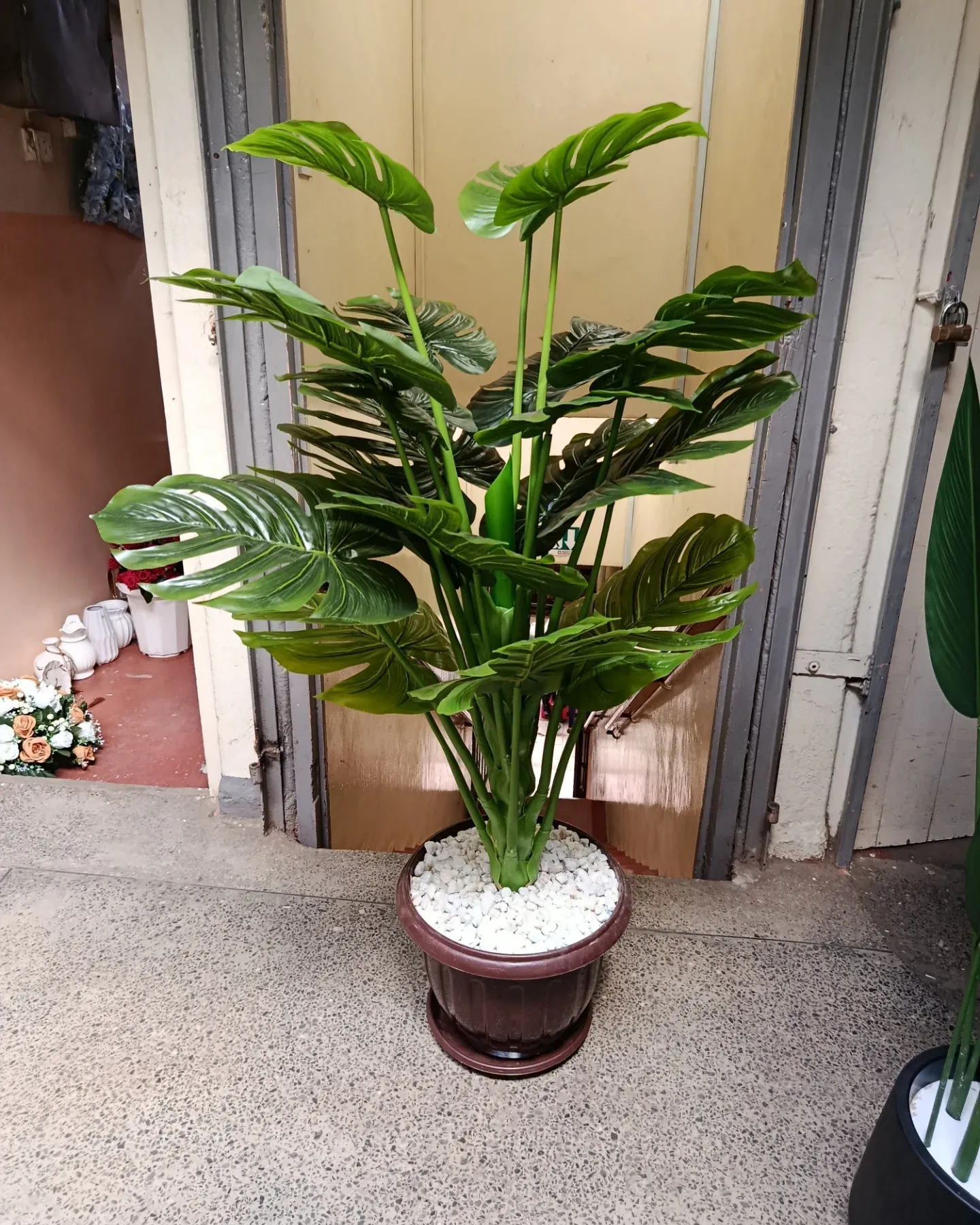 monstera deliciosa beside a velvet sofa