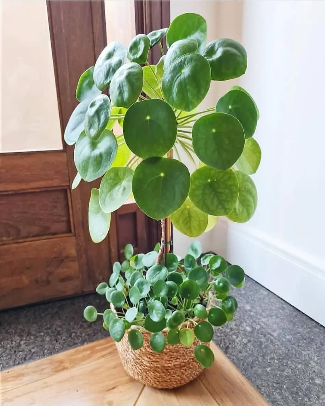 peperomia in colorful pot