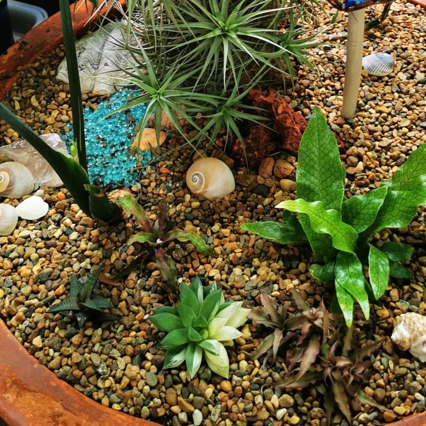 Succulents with decorative stones on tabletop