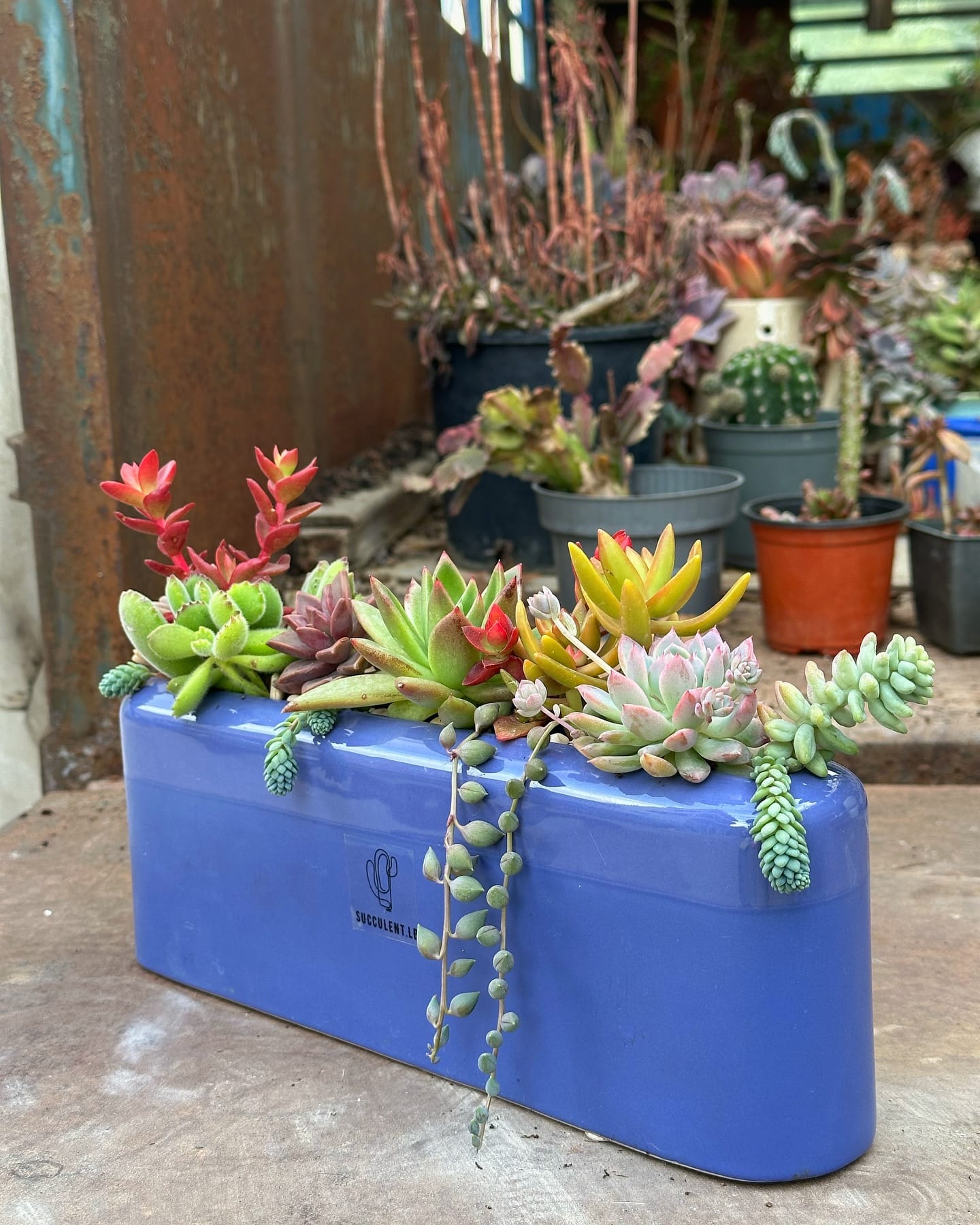 toolbox with assorted cacti