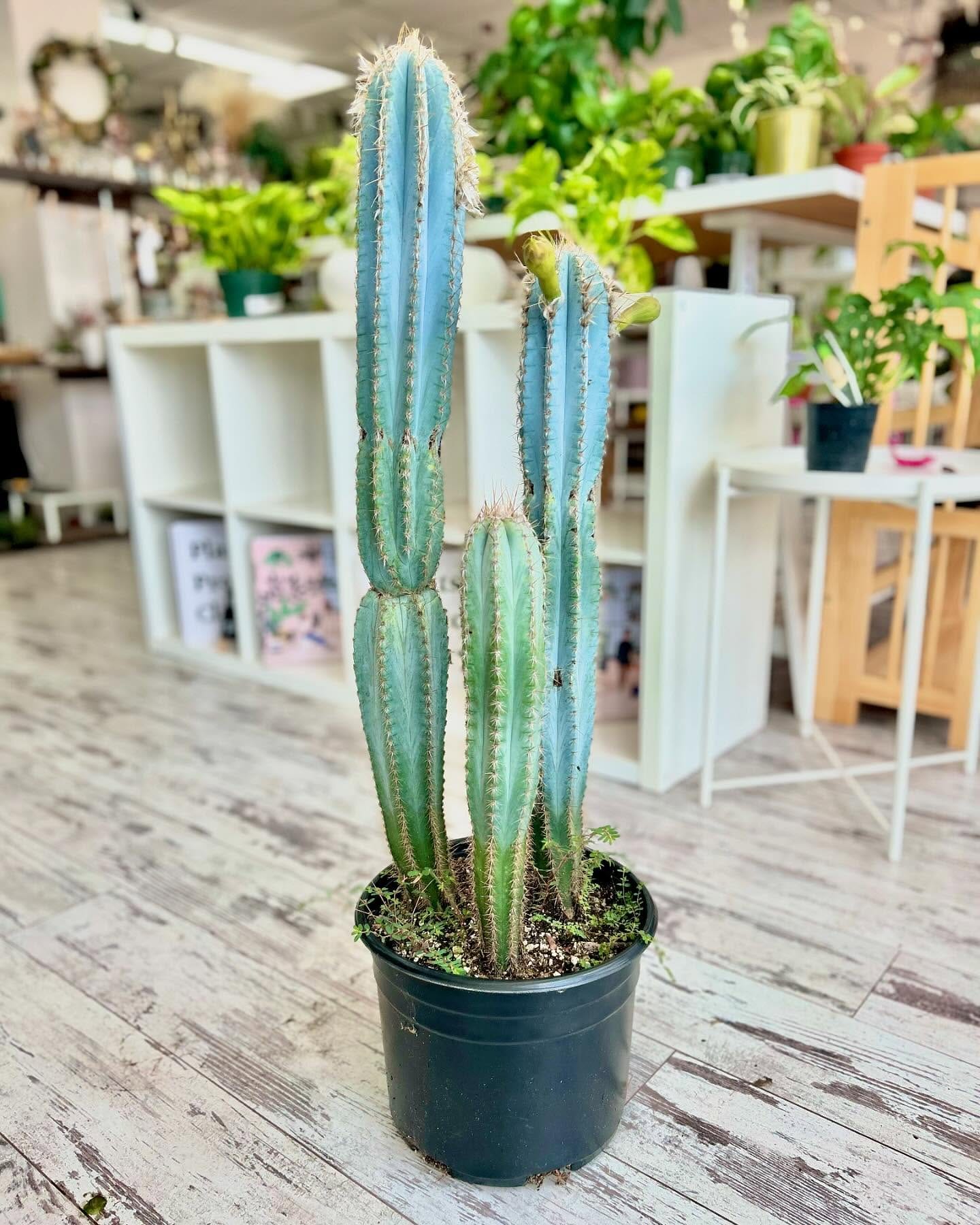 blue candle cactus against white wall