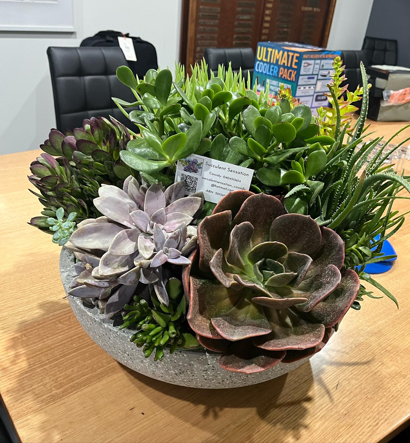 succulent plant chandelier in sunroom