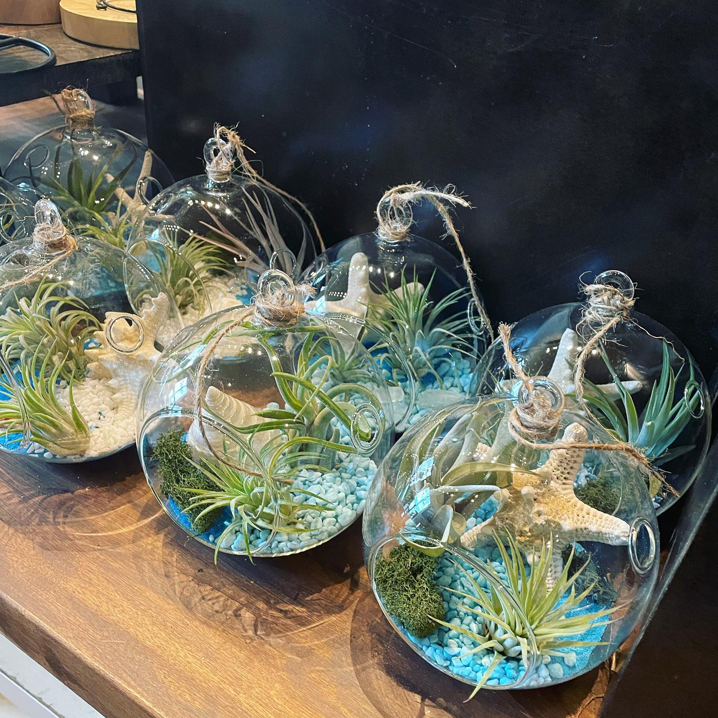 glass terrarium with Tillandsia
