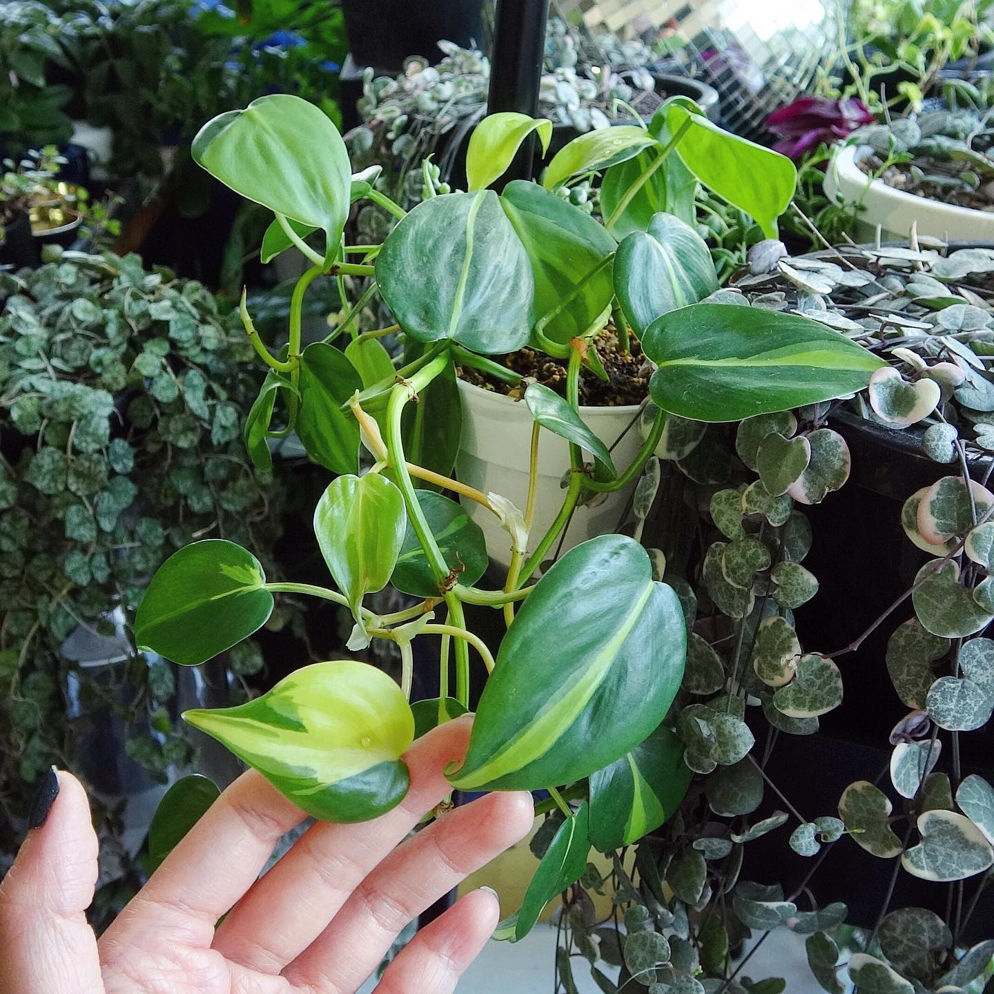 philodendron brazil on bookshelf