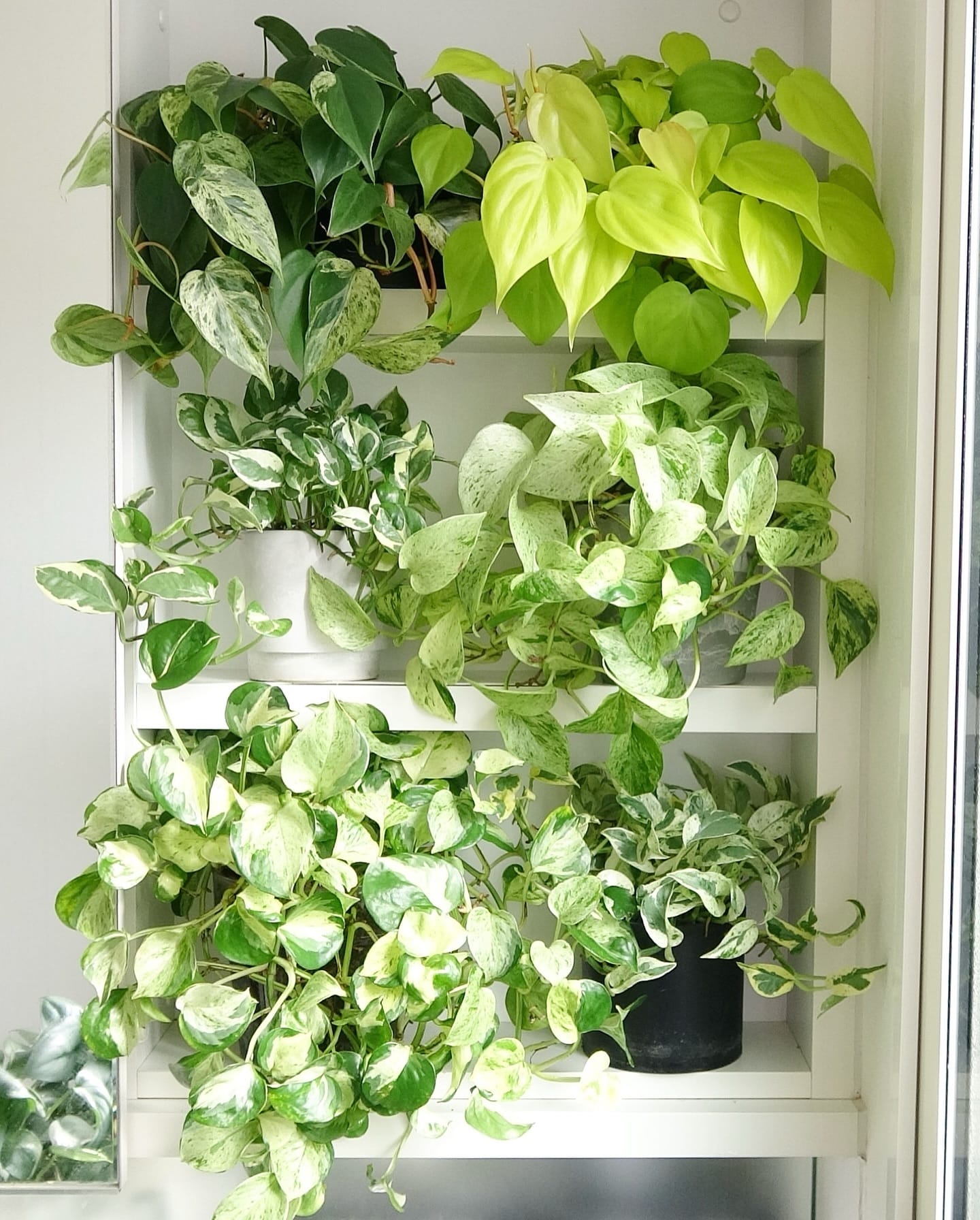 pothos vines on wall shelf
