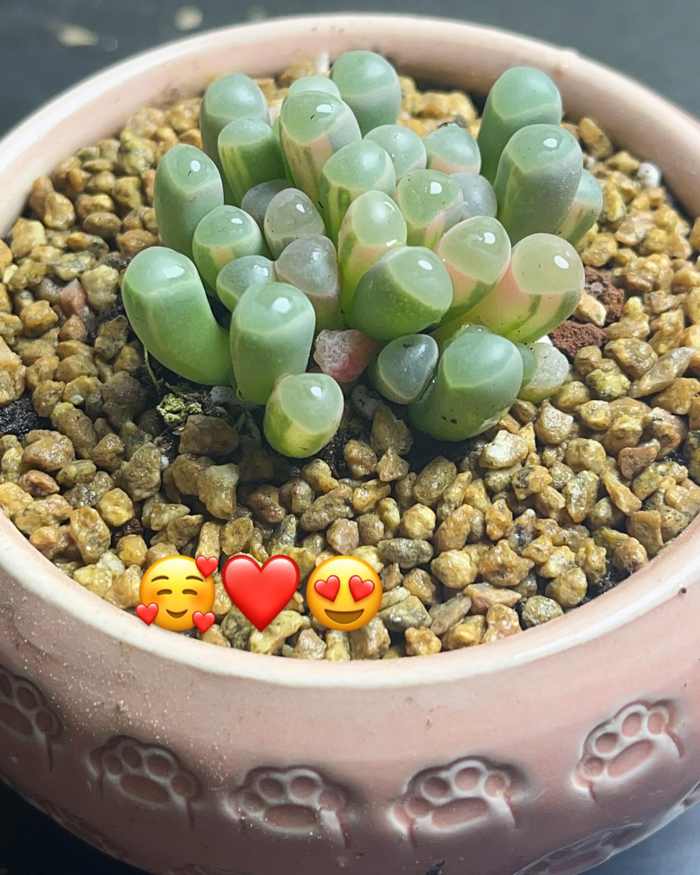 baby toes succulent close-up