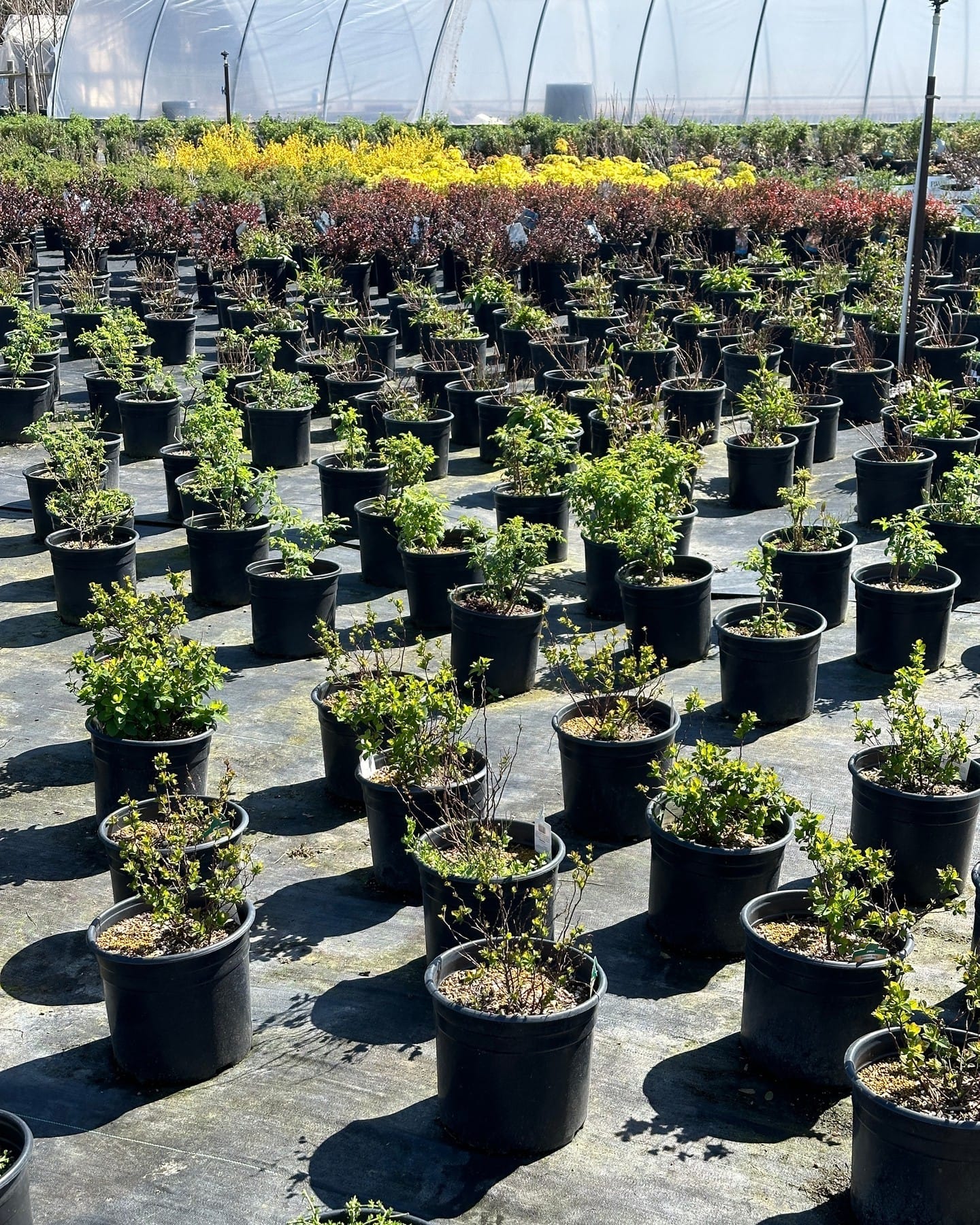 insulated barrel planter