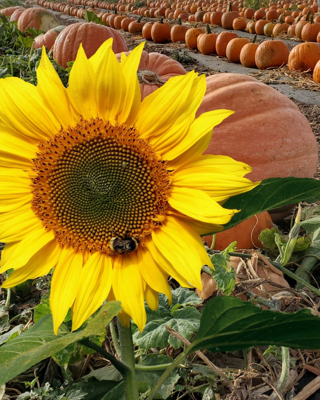 pumpkin vine under sunflower