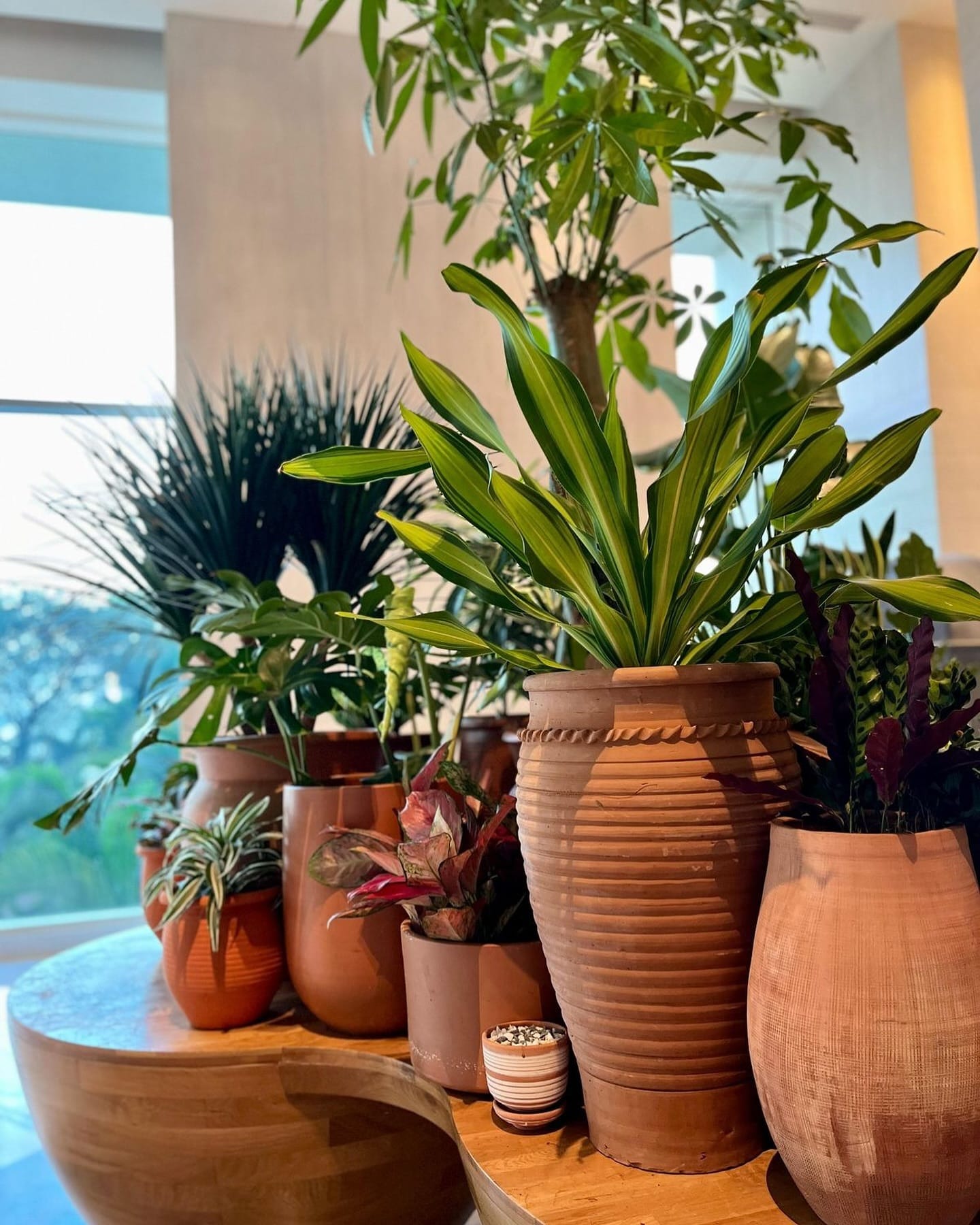 terracotta pots on tray