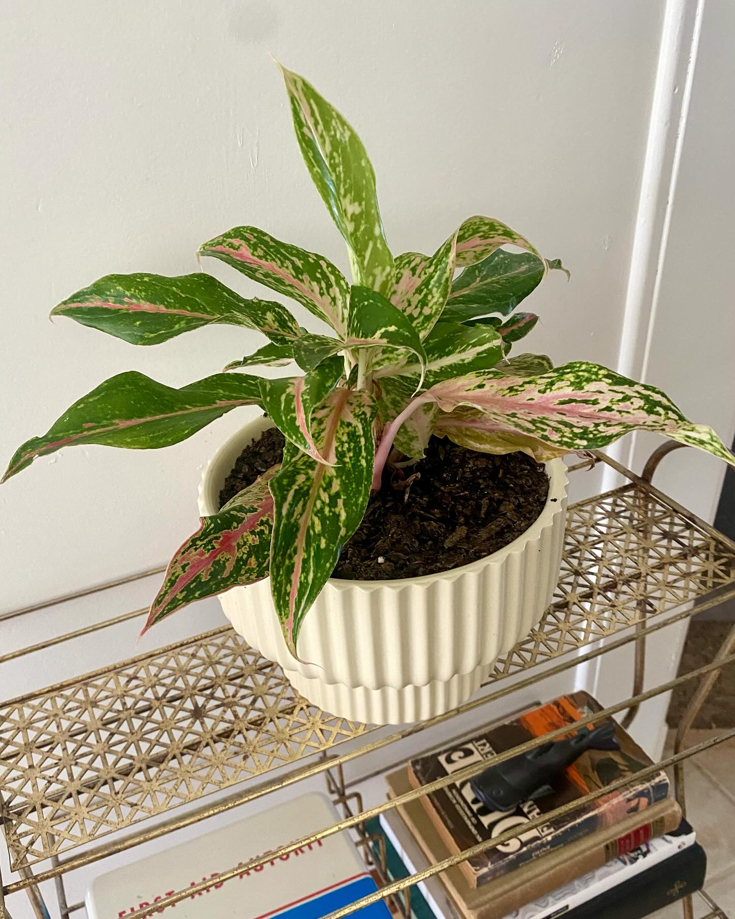 chinese evergreen on a meeting room table