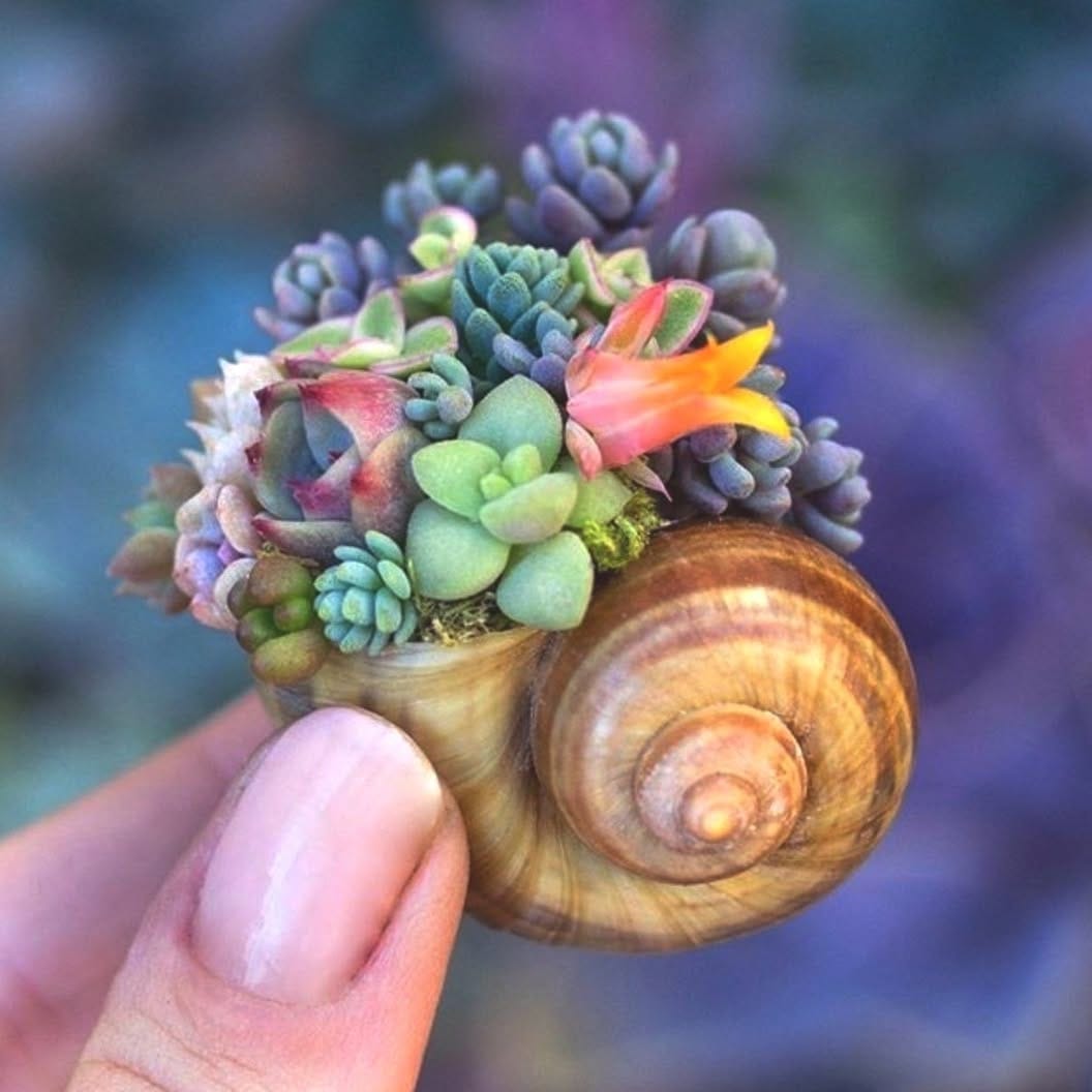 large seashell planter with succulent