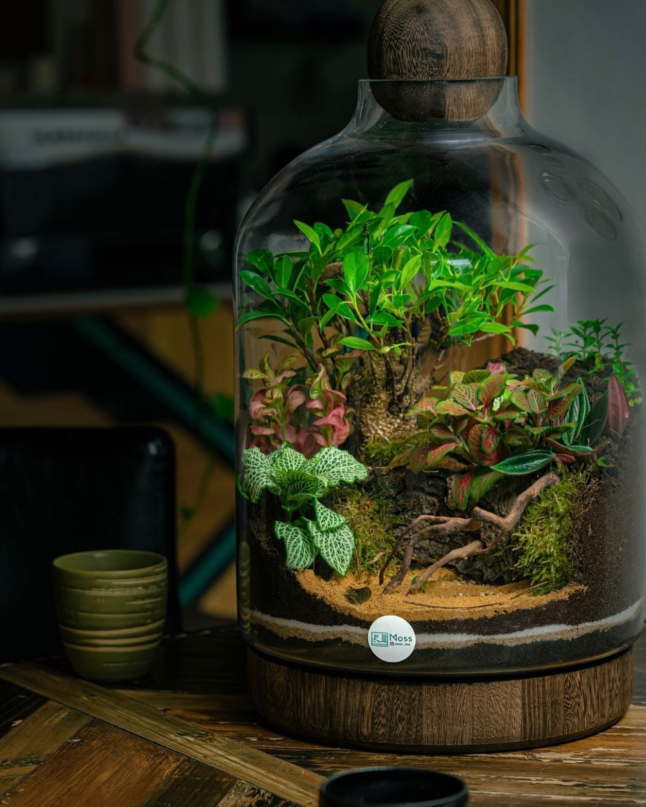 ferns and moss in terrarium