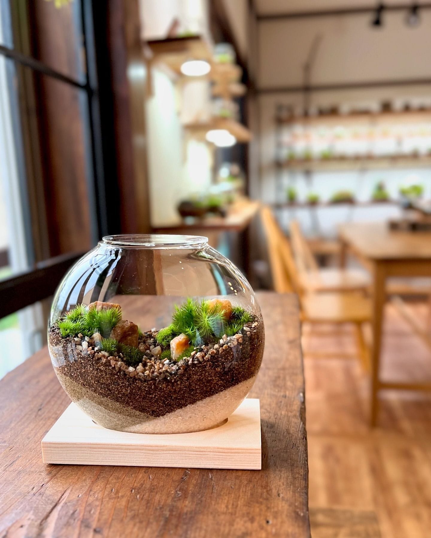 terrarium kit with instructions