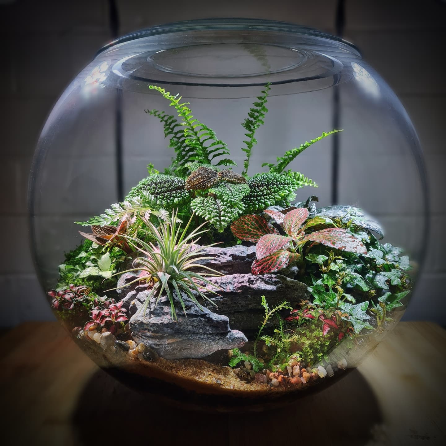 glass terrarium with succulents on dresser