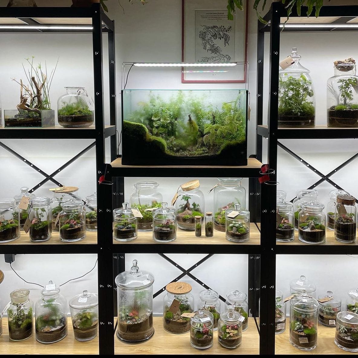 glass-topped drawer terrarium