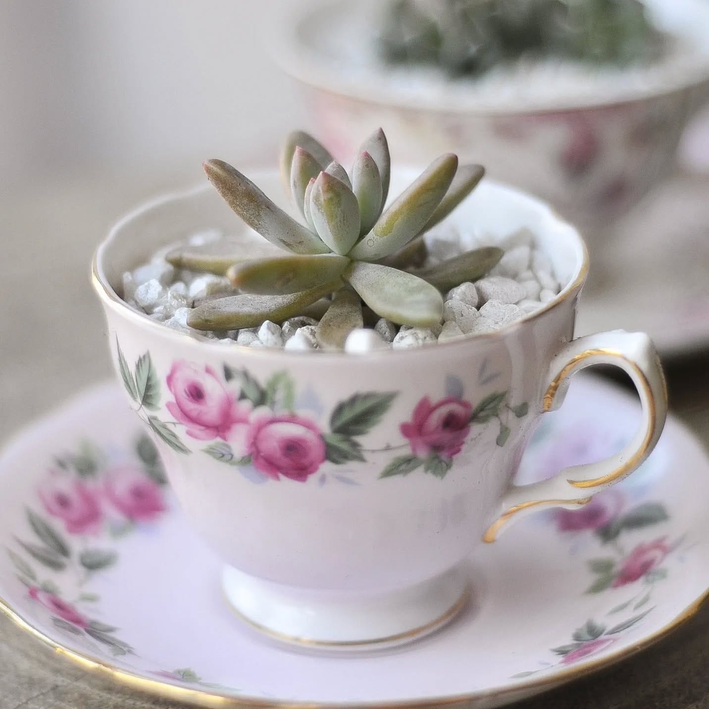 vintage teacup with Tillandsia
