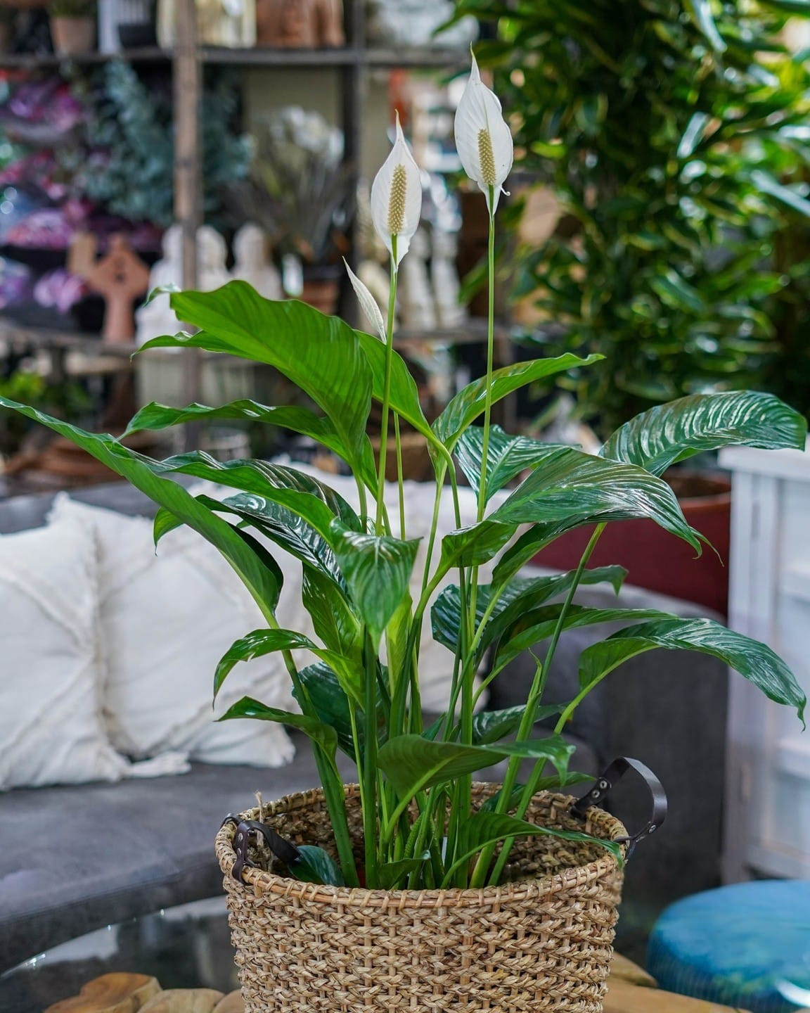 peace lily and fern in decorative baskets