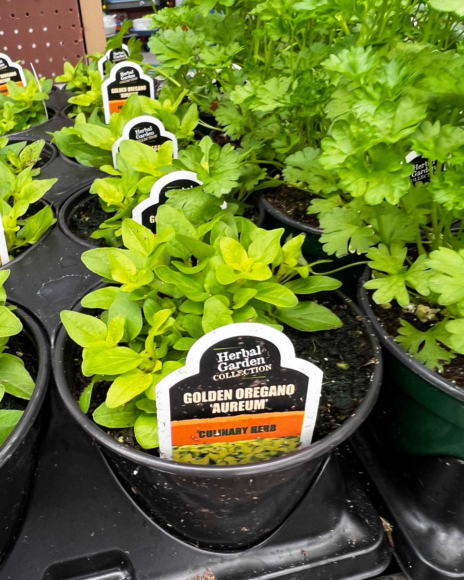 gift-wrapped colander herb garden