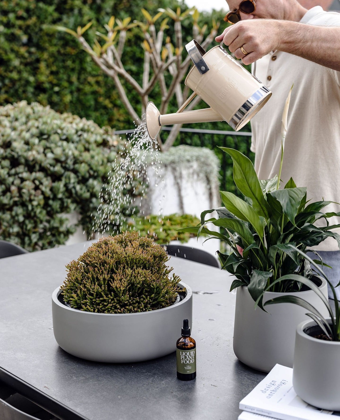 plant in water-filled tray