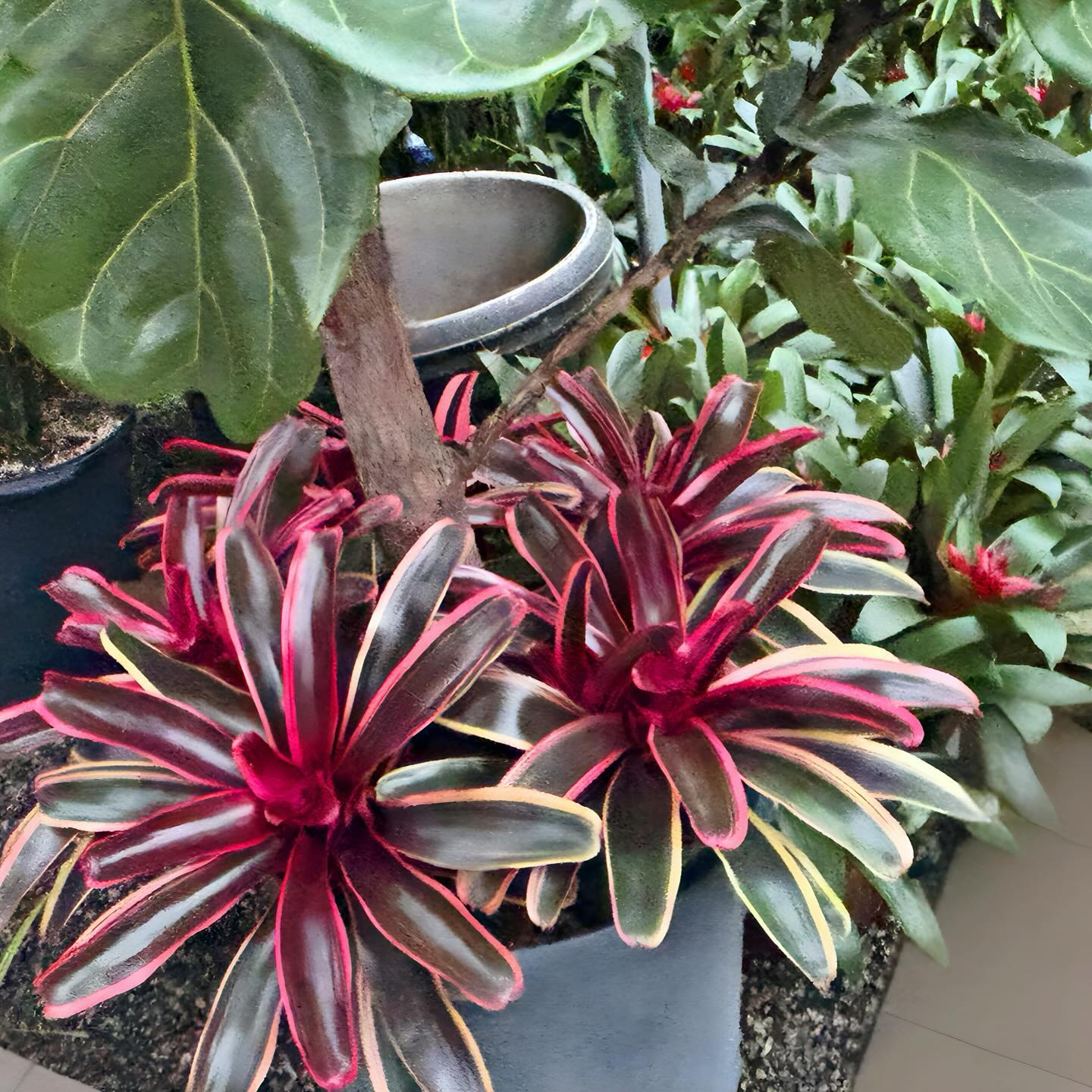 colorful bromeliads in decorative pot