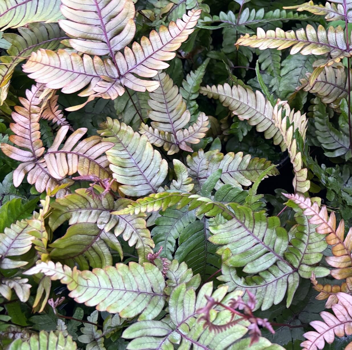 lush fern varieties on shelf