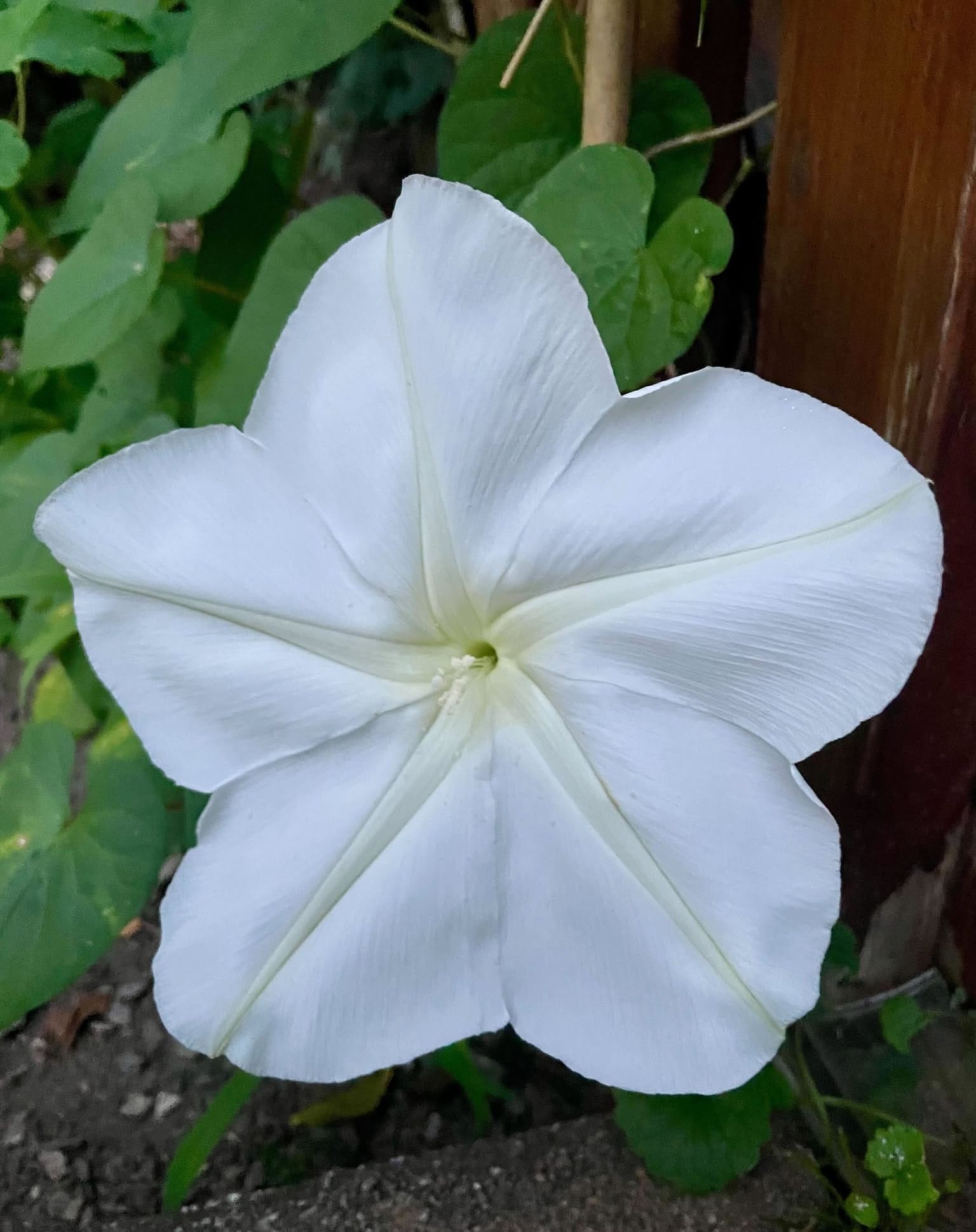 moonflower bloom under moonlight
