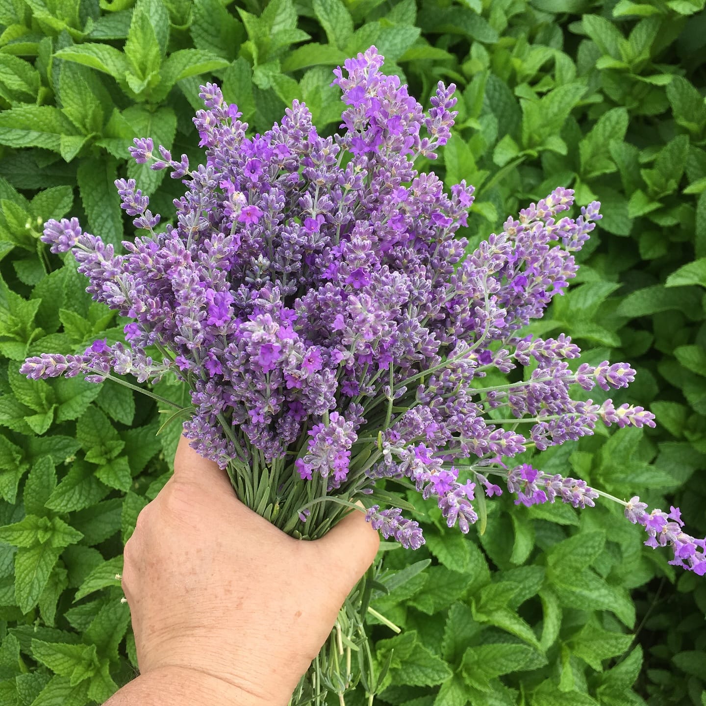 lavender bushes lining a vegetable garden