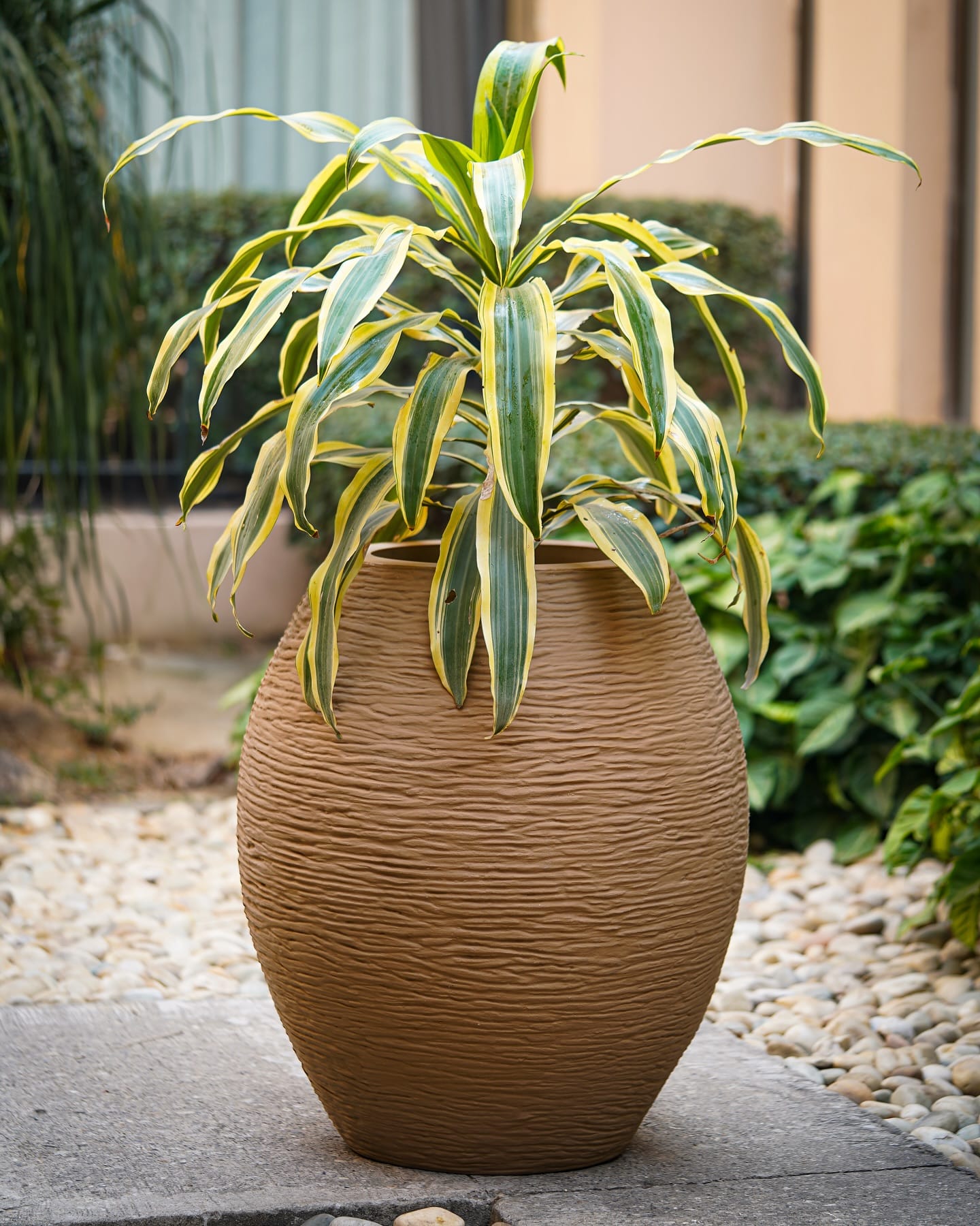 large sculptural planter with fiddle leaf fig