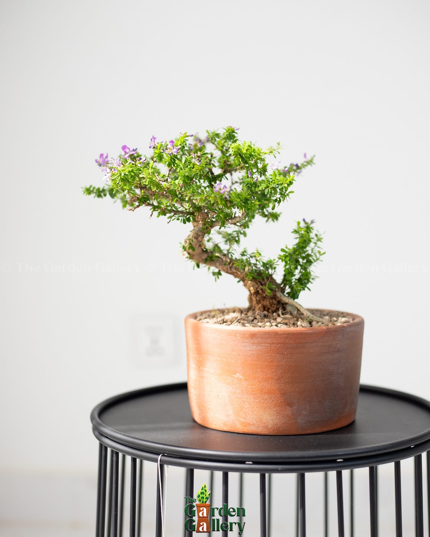 bonsai tree on wooden table