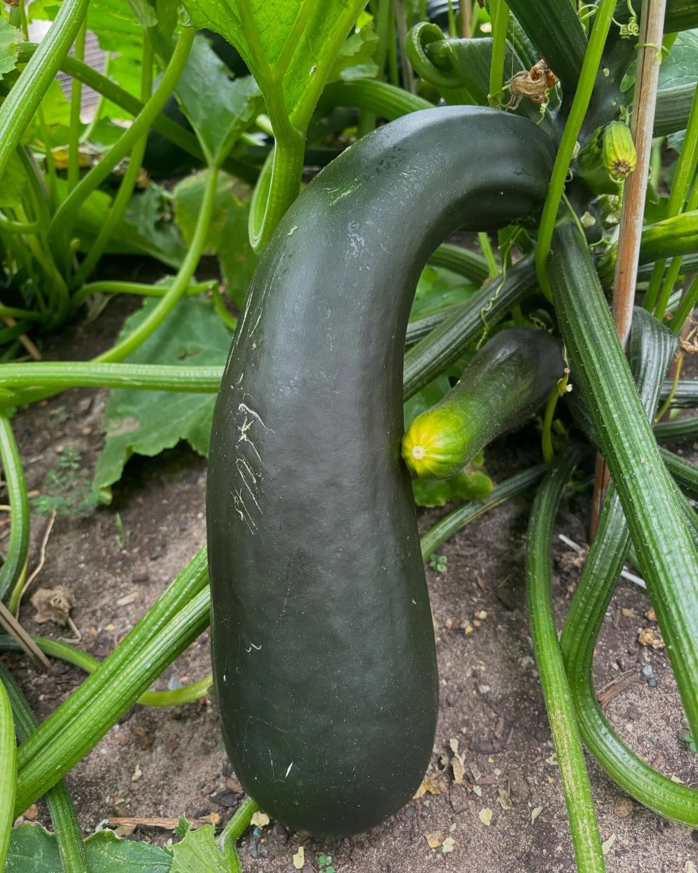 zucchini plants with blossoms