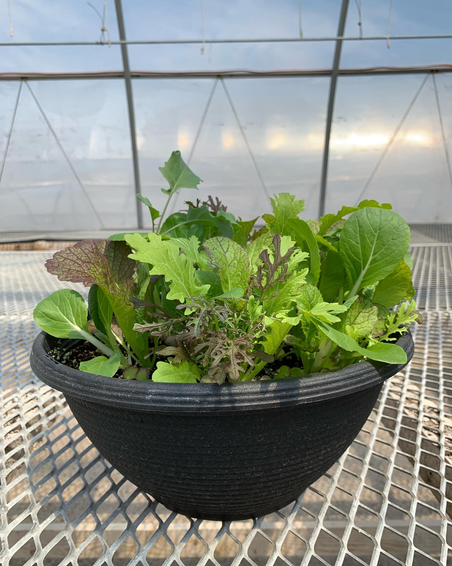mixed lettuce in a bowl