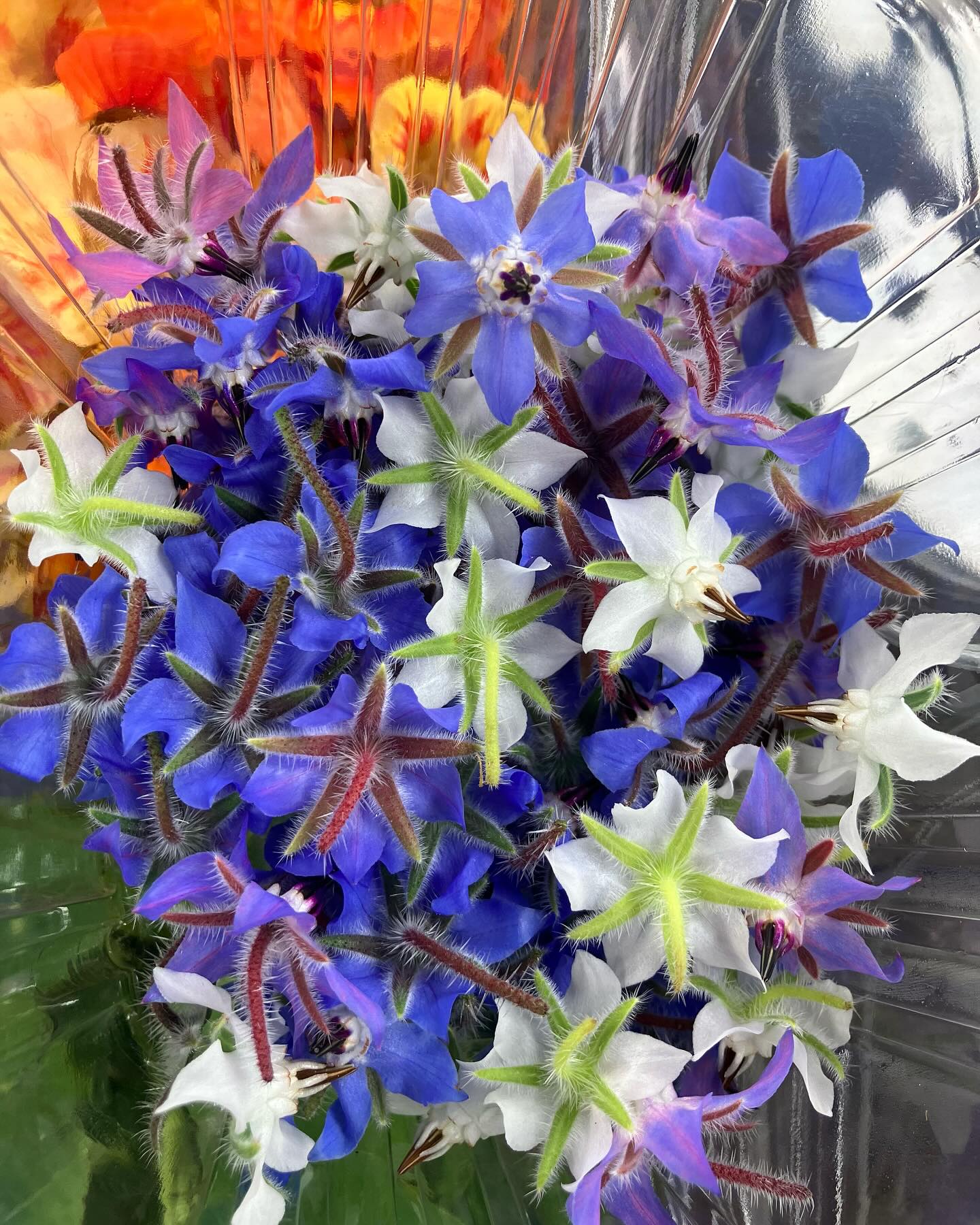 borage flowers decorating a cocktail