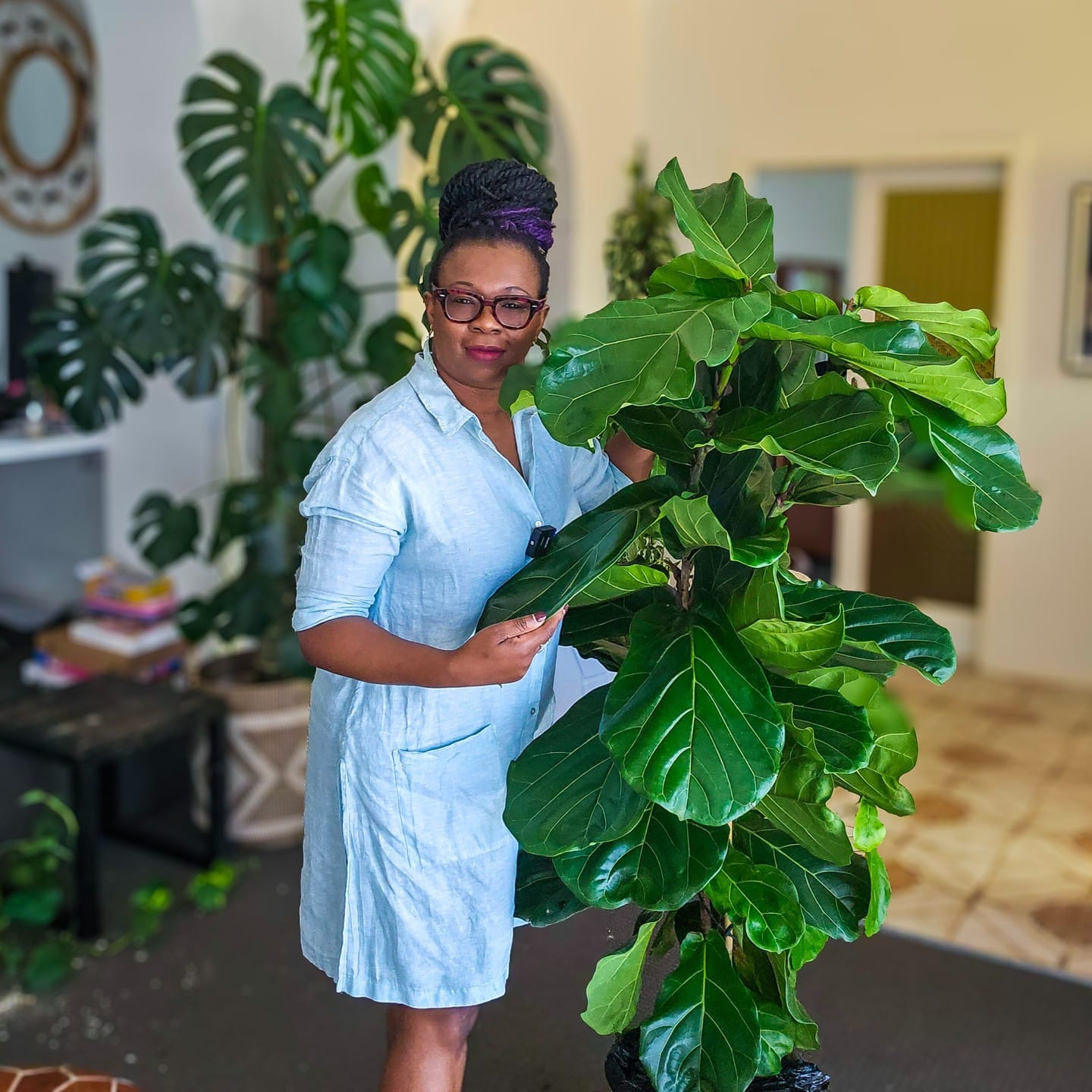 fiddle leaf fig trio in modern planters