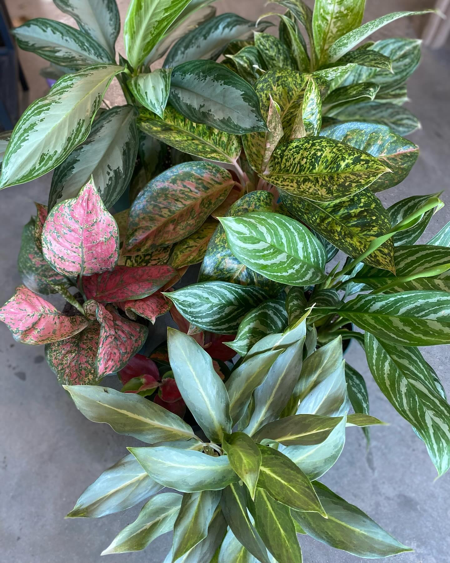 chinese evergreen in a modern entryway