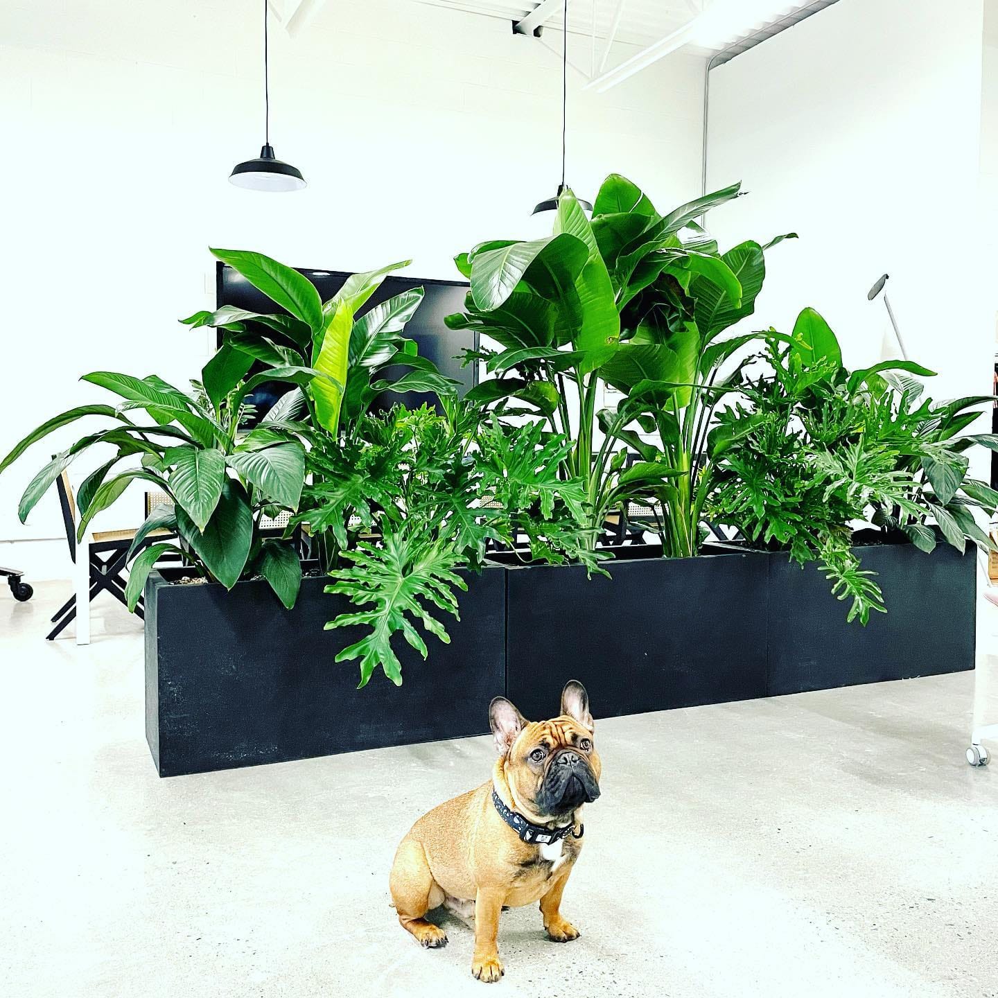 vertical garden on tray
