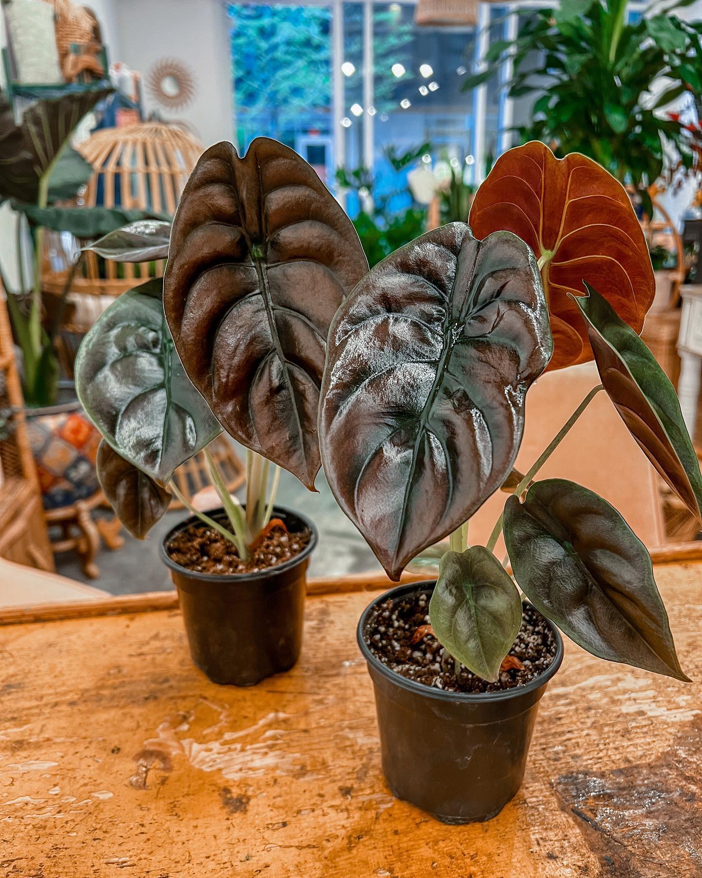 alocasia leaves with TV console