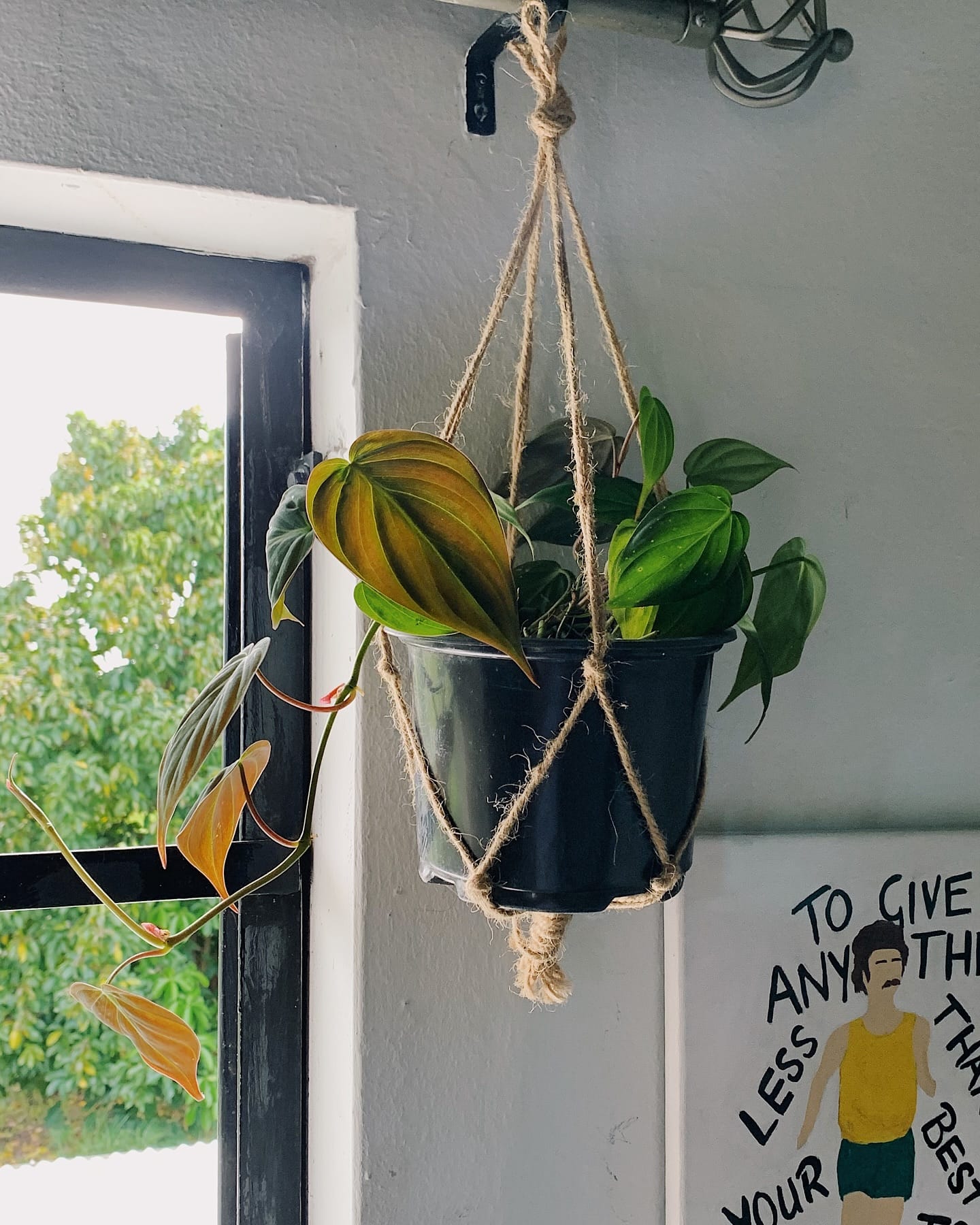intricate macramé plant hanger