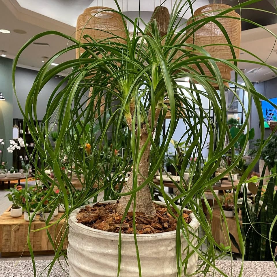 ponytail palm on sleek coffee table