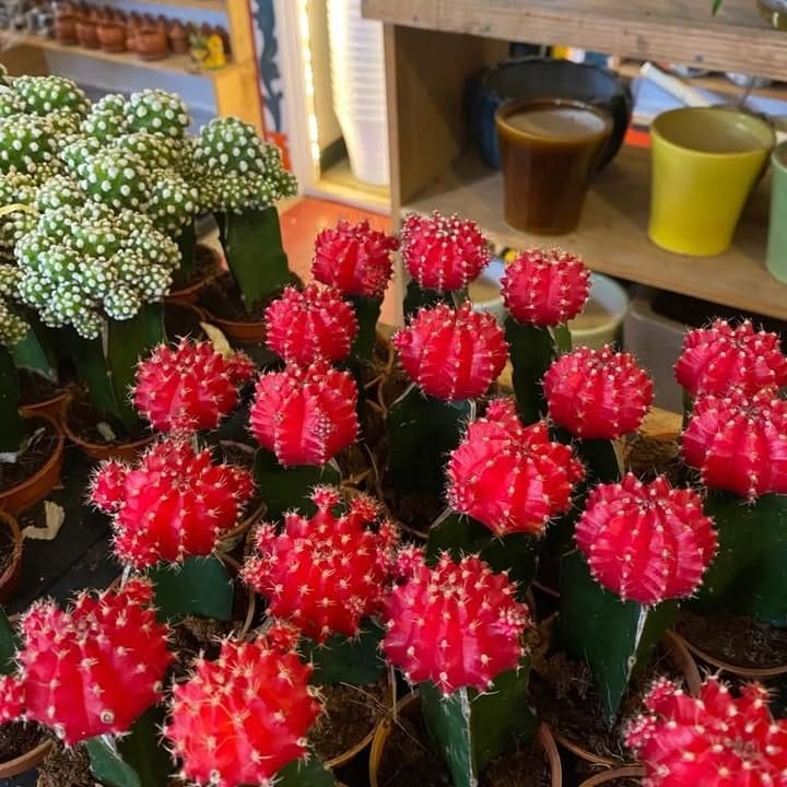 assorted cacti in decorative pots