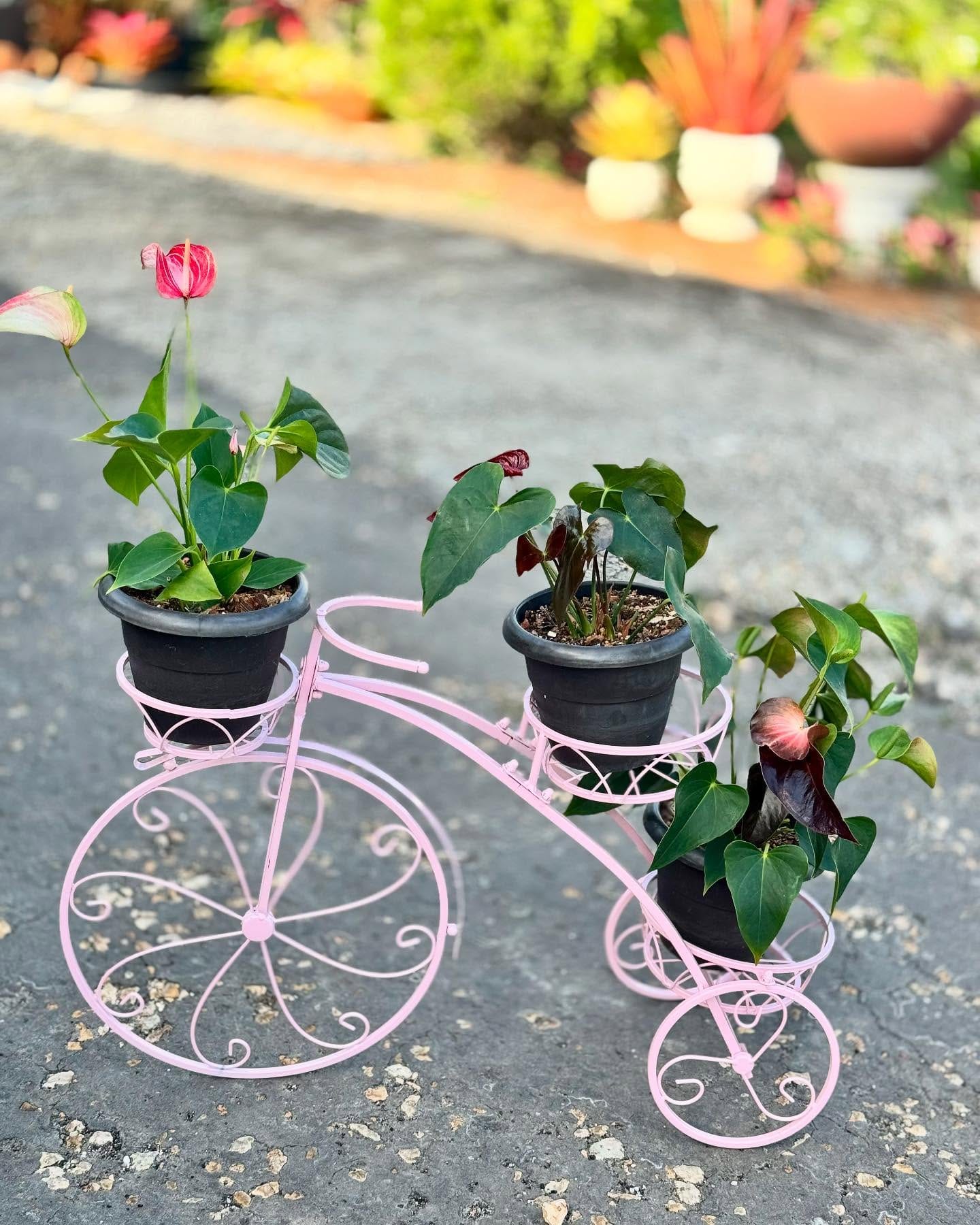 close-up of bicycle plant leaves