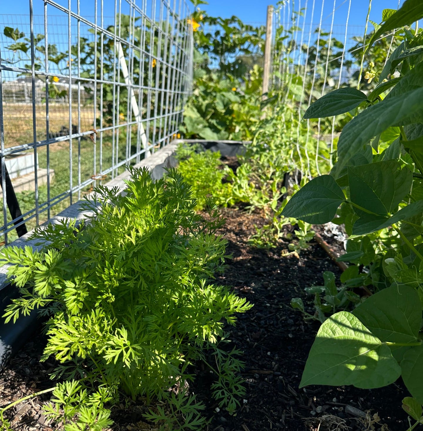 corn stalks with climbing beans