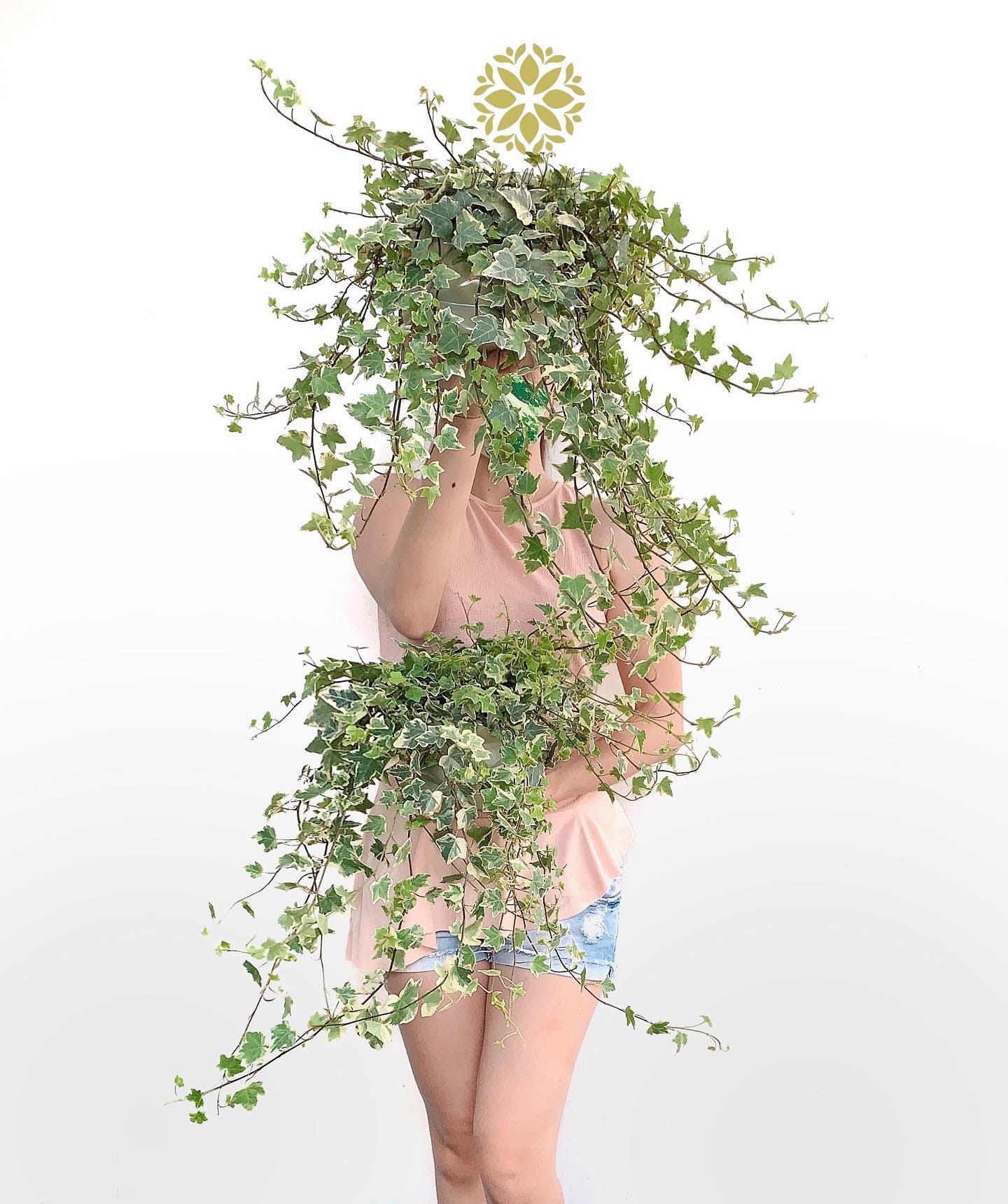 Trailing English ivy on vintage shelf