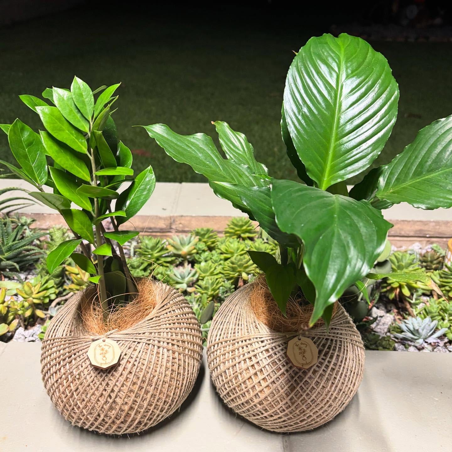 low-light plant kokedama in hallway