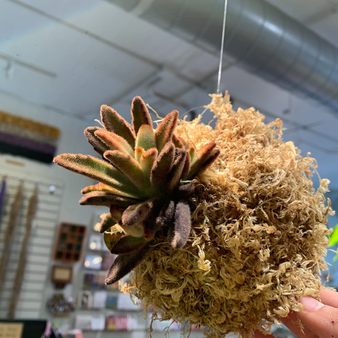 serene hanging kokedama in minimalist room