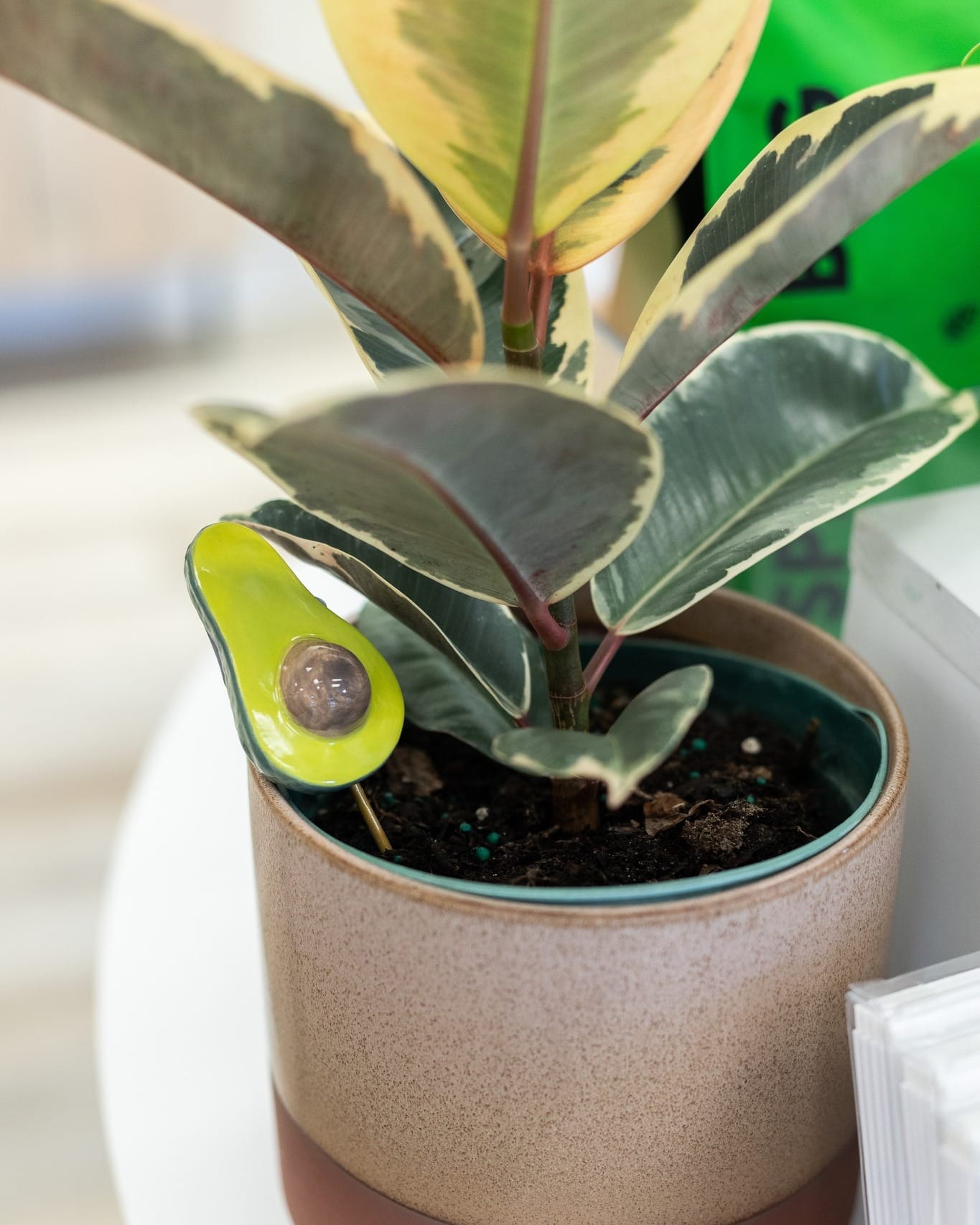 modern wooden shoe plant holder with succulents