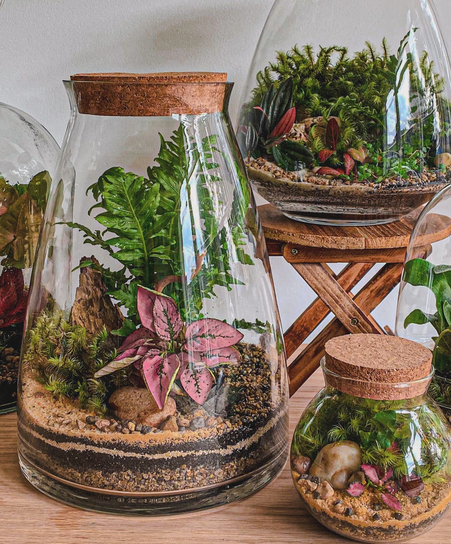 gift-wrapped shell terrarium